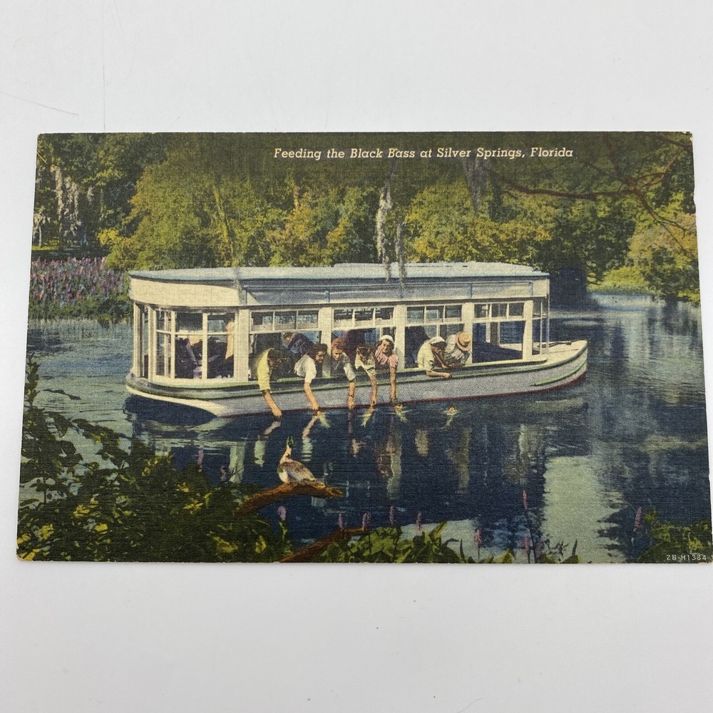 Vintage Silver Springs Florida Postcard Feeding The Black Bass FL Linen Unposted